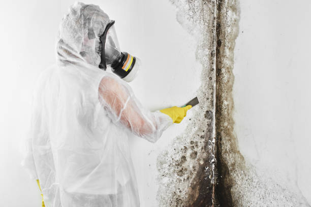Best Toxic Mold Removal  in Foley, AL