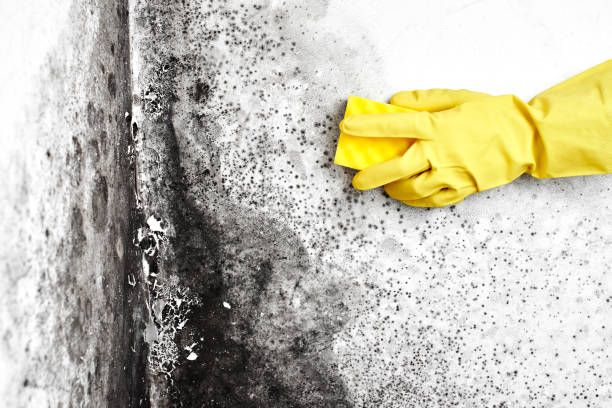 Best Black Mold Removal  in Foley, AL