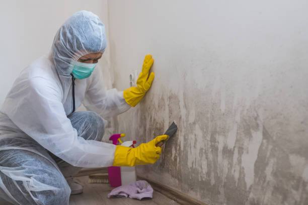 Office Mold Removal Services in Foley, AL