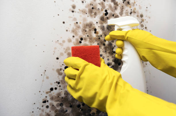 Best Emergency Mold Removal  in Foley, AL