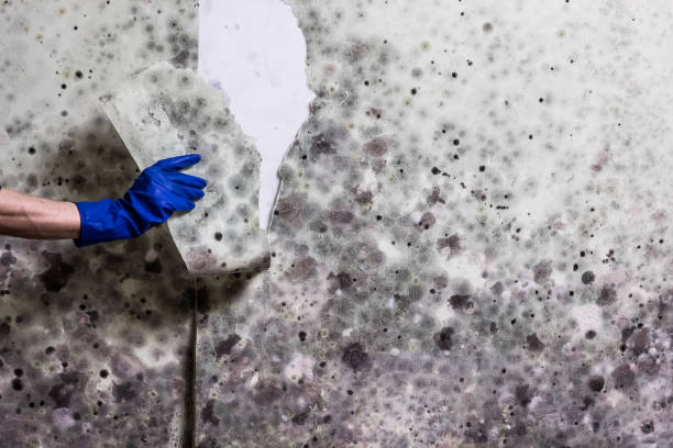 Mold Testing and Removal in Foley, AL